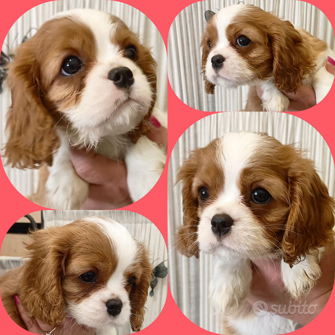 Cavalier King Charles Spaniel cuccioli con pedigree in vendita a Forlì (FC)