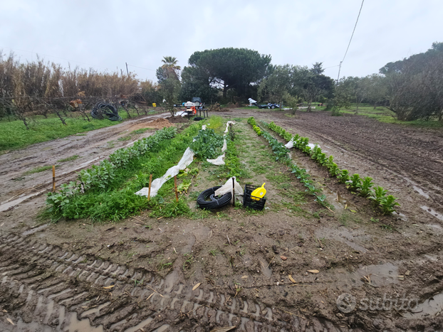 Terreno agricolo e trattore 30 cv