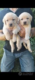 cuccioli di labrador retriever 