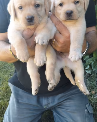 cuccioli di labrador retriever 