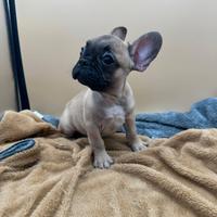Bulldog Francese