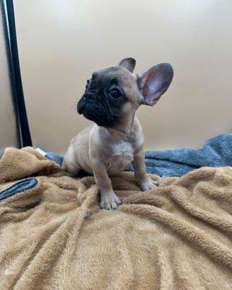 Bulldog Francese