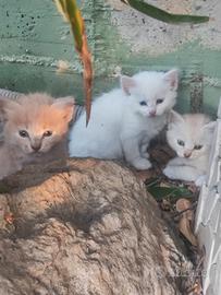 Splendidi Cuccioli d' Angora Turco