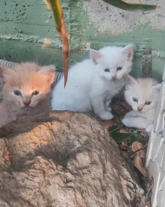 Splendidi Cuccioli d' Angora Turco