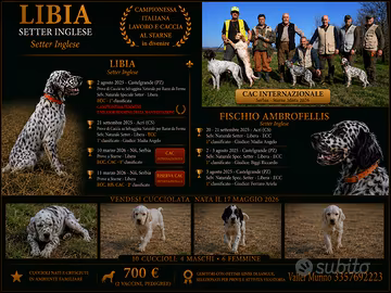 Cuccioli di setter inglese disponibili