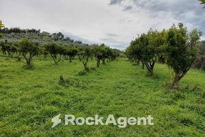 TERRENO PRODUTTIVO E COLVATO DI CIRCA 35.000 MQ'