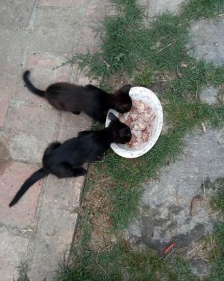 tre gattini
