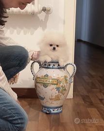 POMERANIA FEMMINA BIANCA "mini mini mini"