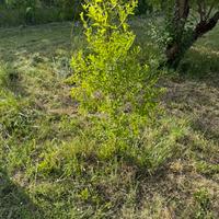 Piante di giuggiole o gensolo