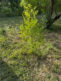 Piante di giuggiole o gensolo