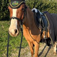 Pony da salto ostacoli