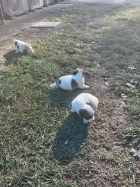 Cucciola Jack Russell pelo duro