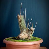 Acero campestre (Acer campestre)