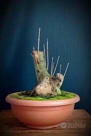 Acero campestre (Acer campestre)