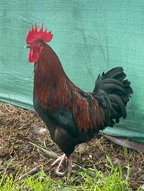 Gallo Marans
