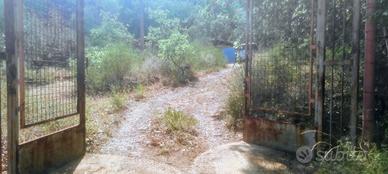 Terreno con bosco e uliveto