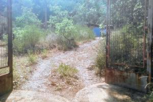 Terreno con bosco e uliveto