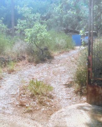 Terreno con bosco e uliveto
