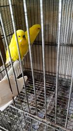 Coppia cocorite