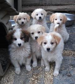 Cuccioli simil Golden in ADOZIONE