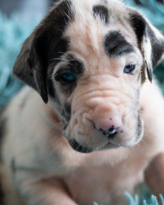 Cuccioli di alano