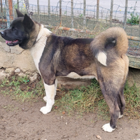 Akita americano