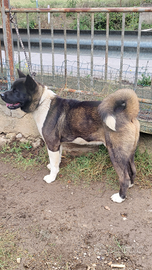 Akita americano