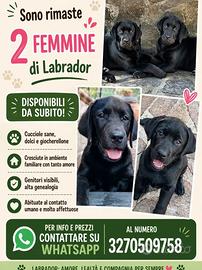 Labrador nero 3 mesi