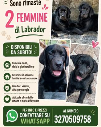 Labrador nero 3 mesi