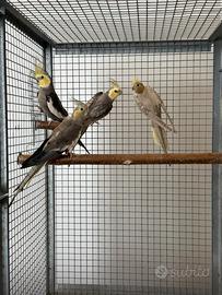 Calopsiti orlate -silver-