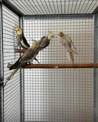 Calopsiti orlate -silver-