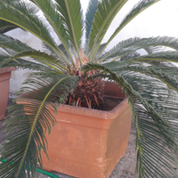 Cycas