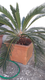 Cycas