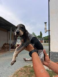 Cuccioli segugio Petit Bleu da cinghiale