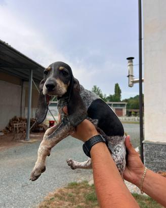 Cuccioli segugio Petit Bleu da cinghiale