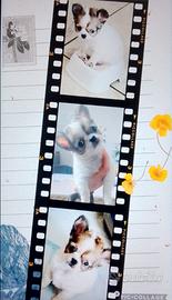 Chihuahua pelo lungo