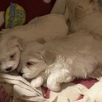 Cucciolo maltese piccola taglia