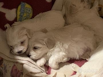 Cucciolo maltese piccola taglia