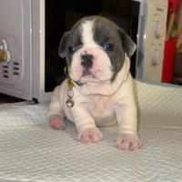 Bulldog francese