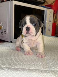 Bulldog francese
