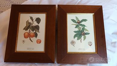 Stampe botaniche vintage Stamperia del Doge