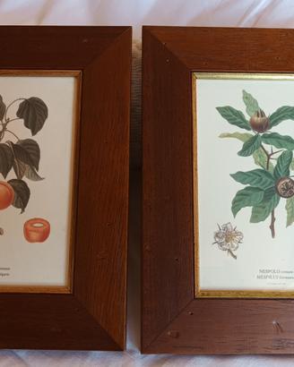 Stampe botaniche vintage Stamperia del Doge