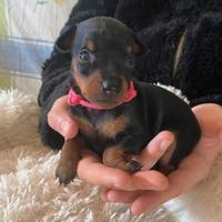 Adorabile Chihuahua/Pinscher femminuccia