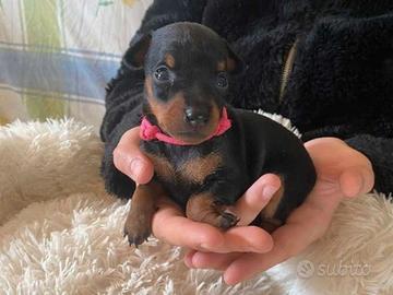 Adorabile Chihuahua/Pinscher femminuccia