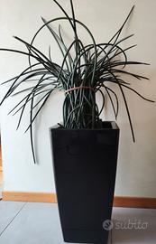 Vaso moderno con sansevieria cylindrica