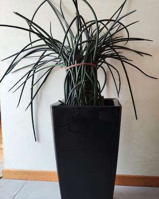 Vaso moderno con sansevieria cylindrica