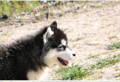 Alaskan malamute