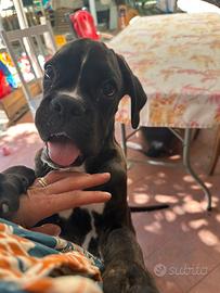 Boxer cucciolo