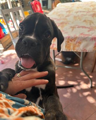 Boxer cucciolo