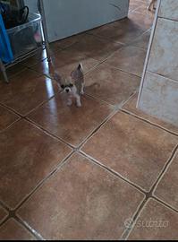 Chihuahua toy pelo corto